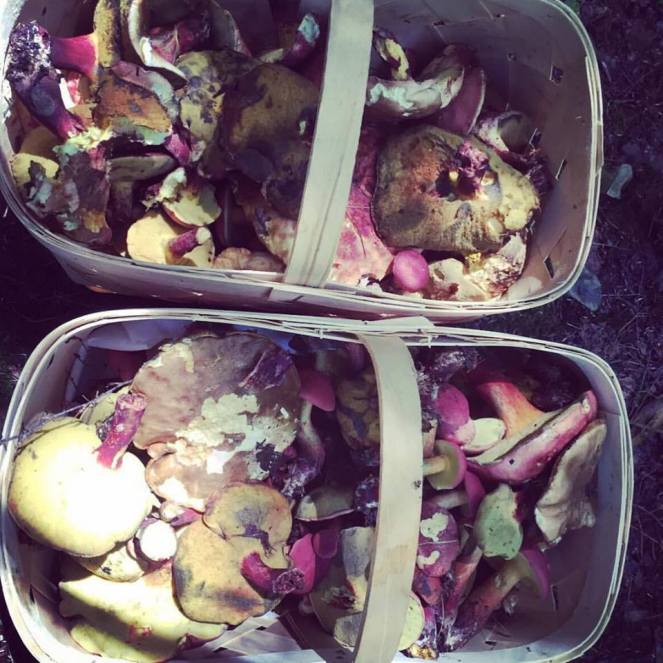 14080016_10157424367910094_2312087802673675591_n